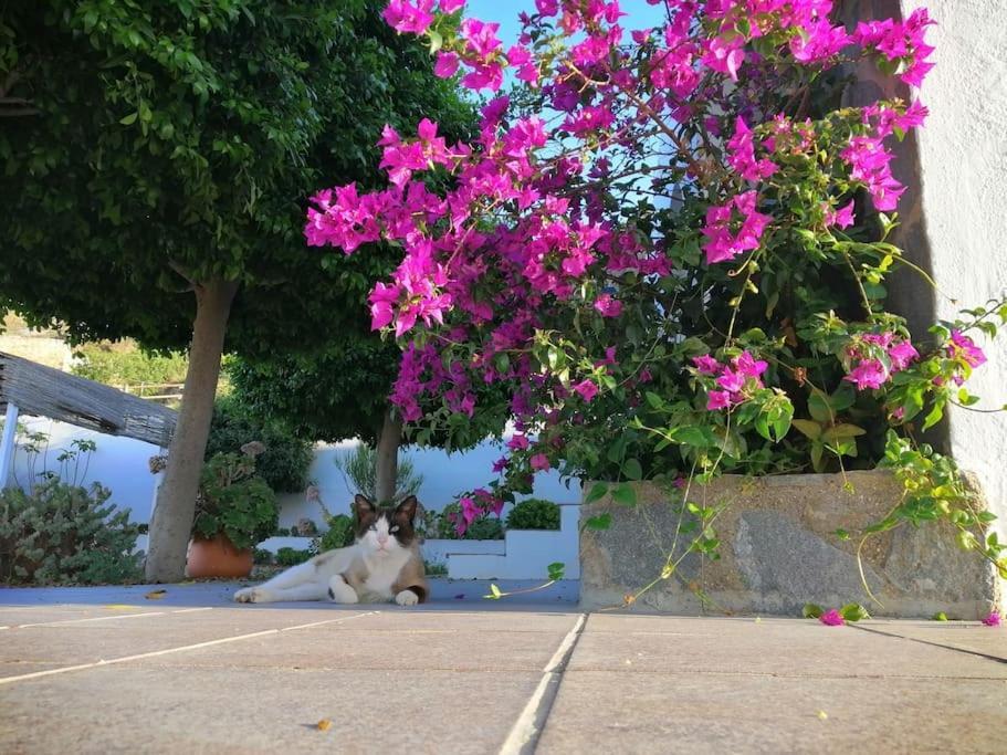 Casa Jardin. Vivienda Rural En Zona Tranquila. Villa Lucainena de las Torres Eksteriør billede