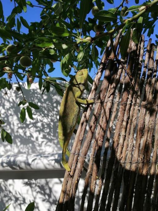 Casa Jardin. Vivienda Rural En Zona Tranquila. Villa Lucainena de las Torres Eksteriør billede