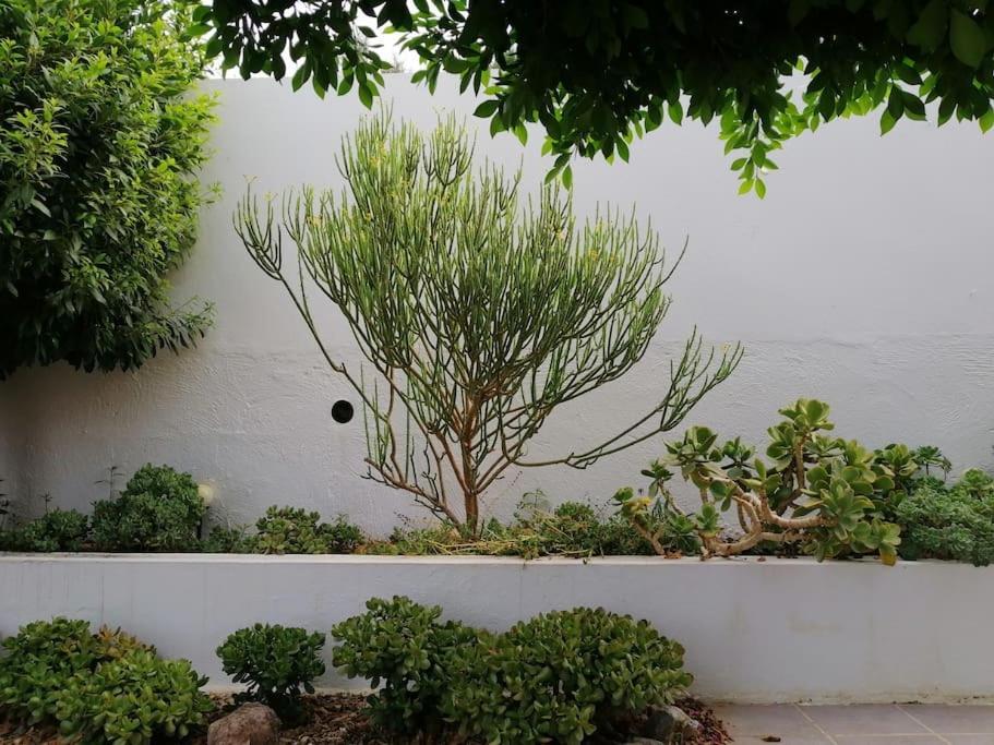 Casa Jardin. Vivienda Rural En Zona Tranquila. Villa Lucainena de las Torres Eksteriør billede
